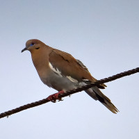 White-winged Dove